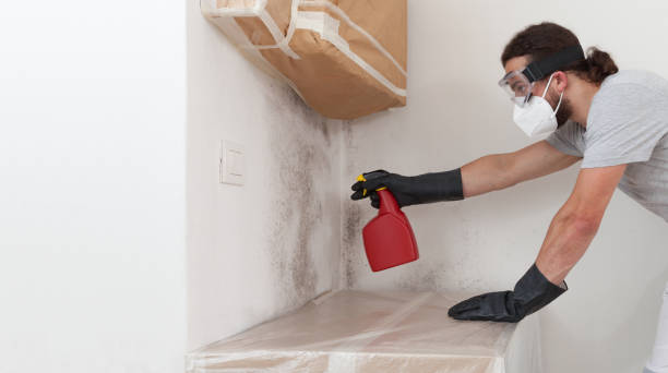 Professional Crawl Space Mold Removal technician working in Eaton, CO